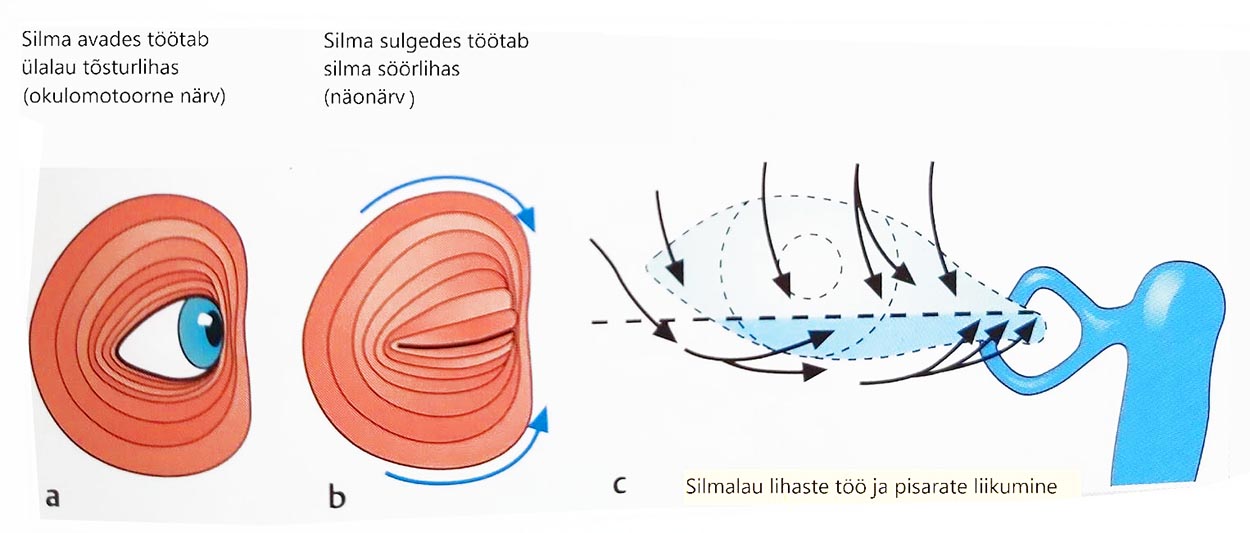 silmalau-lihased-pisarate-liikumine